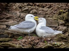 Lynda Haney-Kittiwakes-Certificate of Merit.jpg